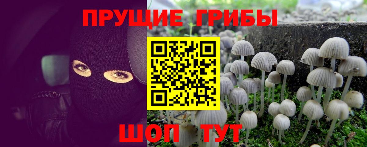 Галлюциногенные грибы Cubensis Грозный